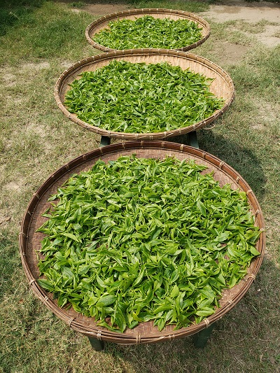 Freshly picked tea ready for rolling by hand